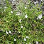 Stachys corsica Flower