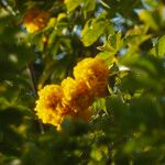 Cochlospermum vitifolium花