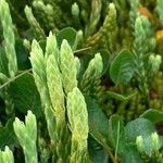 Diphasiastrum alpinum Fula