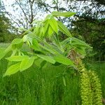 Juglans mandshurica Feuille