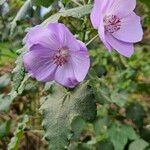 Abutilon vitifolium Blomma