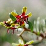 Periploca angustifolia Kvet