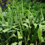 Yucca flaccida Leaf