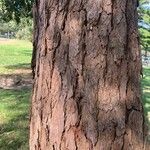 Eucalyptus botryoides Кора