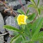 Potentilla reptans 花