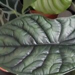 Alocasia baginda Лист