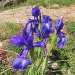 Iris latifolia Flower