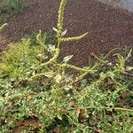 Amaranthus spinosus Liść