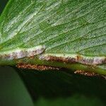 Asplenium friesiorum Leaf