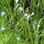 Linum usitatissimum पत्ता