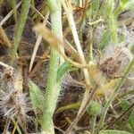 Trifolium infamia-ponertii Φλοιός