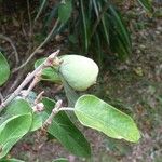 Ficus pumila Hostoa
