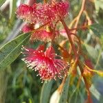 Eucalyptus leucoxylon Flor