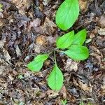 Andersonglossum virginianum Folha