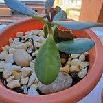 Cotyledon orbiculata برگ