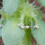 Valantia hispida Fruit