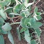 Kalanchoe fedtschenkoi पत्ता