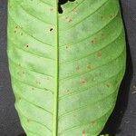 Psychotria panamensis Leaf