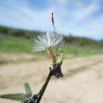 Chondrilla juncea Gyümölcs