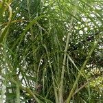 Dypsis madagascariensis Habitus