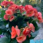 Begonia spp. Цвят