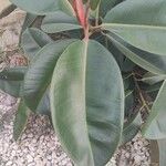 Ficus elastica Folha