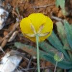 Ranunculus gramineus Flower