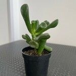 Crassula ovataЛіст