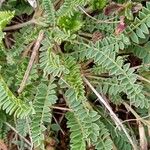 Astragalus monspessulanus Leaf