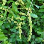 Ligustrum sinense Други