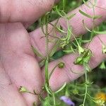 Agalinis tenuifolia Blatt