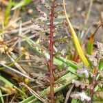 Pedicularis sylvatica Leaf