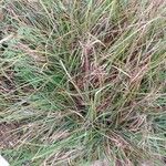 Carex flacca Leaf