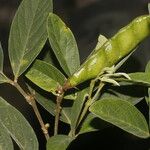 Cajanus cajan Leaf