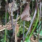 Asplenium adiantum-nigrum Other