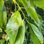 Elaeodendron buchananii Leaf