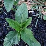 Physalis longifolia Leaf