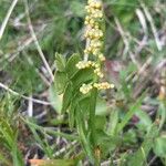 Botrychium lunaria 花