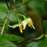 Solanum atropurpureum Flor