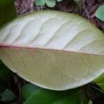 Phyllanthus macrochorion Leaf