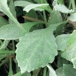 Arctotis stoechadifolia Leaf