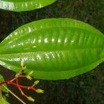 Miconia lateriflora Leaf