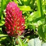 Trifolium incarnatum Fleur