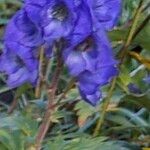 Aconitum carmichaeliiപുഷ്പം