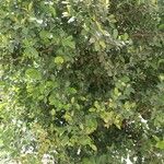 Ficus microcarpa ᱥᱟᱠᱟᱢ