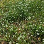 Cochlearia danica موطن