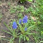 Muscari botryoidesKukka