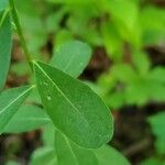 Euphorbia corollata Blad