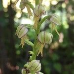 Orchis anthropophora Blomma