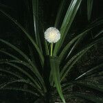 Thurnia sphaerocephala Blomma